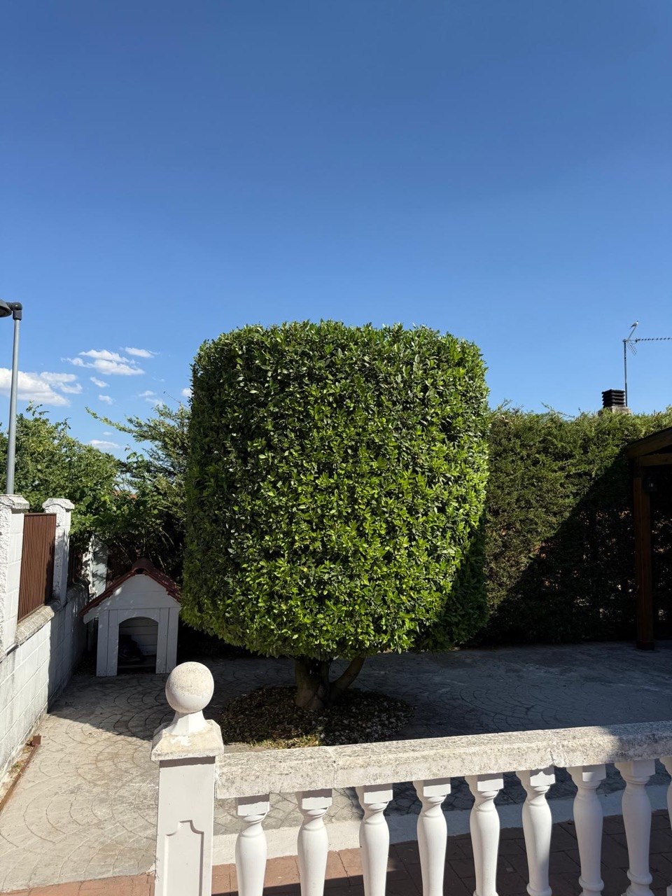 Poda de Arbol